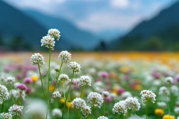 Obraz premium Close-up of delicate white wildflowers in a vibrant meadow with blurred mountains and sky in the background