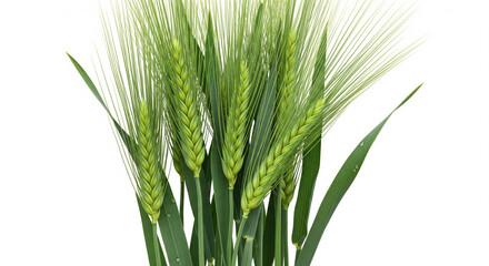 Obraz premium green wheat background