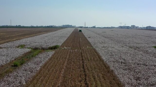 Aerial view of cotton picking during harvest