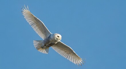 Obraz premium A large white owl with dark spots soars against a clear, bright blue sky