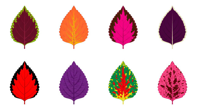 Coleus leaf set including eight variegated foliage variants in red, purple, orange, green, and pink colors isolated. Botanical decoration and gardening design collection.