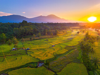 Beautiful morning view in Indonesia, panoramic landscape of rice fields with mountain ranges and clear sky