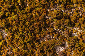 Aerial view of dense green and brown forest canopy with sunlight casting shadows, drone imitation