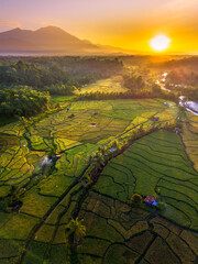 Beautiful morning view in Indonesia, panoramic landscape of rice fields with mountain ranges and clear sky
