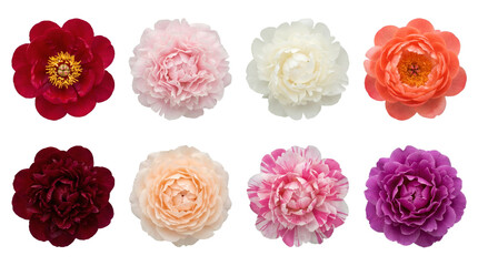 Fototapeta premium Peony flower set including red, pink, white, coral, burgundy, and variegated blooms isolated. Floral botanical collection for wedding and spring decor.