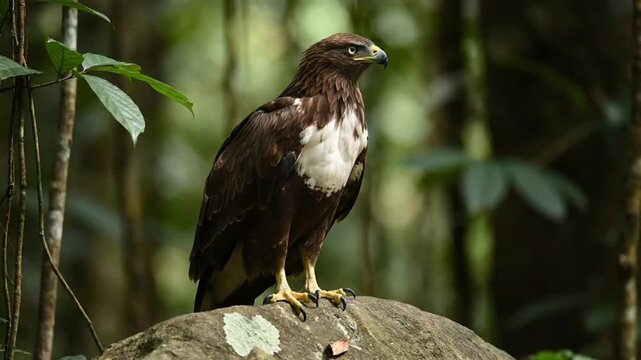 A powerful brown and white raptor, an eagle-like bird, perches with keen vigilance on a mossy rock in a lush, green forest. Its sharp eyes and strong talons underscore its predatory nature and wild el
