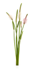Fototapeta premium Plantain plant with huge number of inflorescences, candles and leaves isolated on white background with clipping path. Plantago, waybread, psyllium. Design element.
