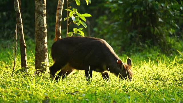 A small, wild, deer-like animal gracefully grazes amidst a vibrant expanse of lush green grass within a tranquil forest clearing. Golden sunlight filters softly through the surrounding trees, casting 