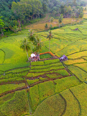 Beautiful morning view in Indonesia, panoramic landscape of rice fields with mountain ranges and clear sky