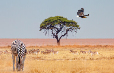Fototapeta premium A hawk taking off from a tree with a river in the background - Kruger National Park, South Africa