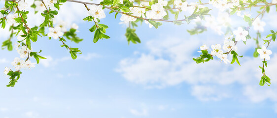 Sky. Blue sky with white clouds background. Curly clouds on a sunny summer day. Light cloudy. Good...