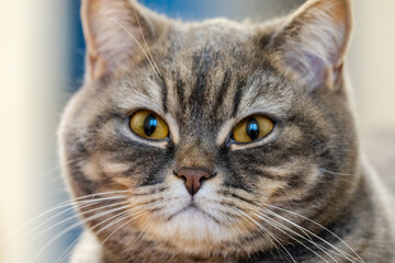 Obraz premium Domestic cat face looking directly at camera