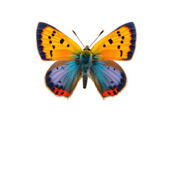 Fototapeta premium A colorful butterfly perched on a blank sign on transparent background