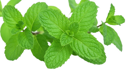 fresh mint isolated on white background