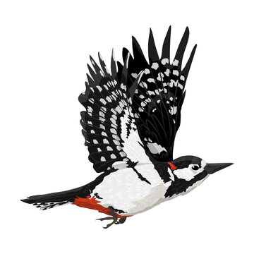 Great spotted woodpecker is flying. Realistic vector animal