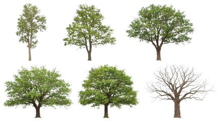 green tree isolated on white