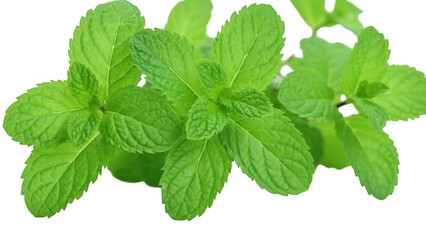 fresh mint isolated on white background
