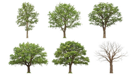 green tree isolated on white