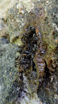 Indian stingless bees bringing pollen to a hive entrance, macro footage of dammar bee Hive Activity. ( etragonula praeterita ) Known as The Indian stingless bee, dammar bee.