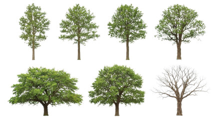 green tree isolated on white