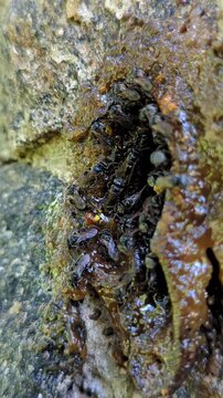 Indian stingless bees bringing pollen to a hive entrance, macro footage of dammar bee Hive Activity. ( etragonula praeterita ) Known as The Indian stingless bee, dammar bee.