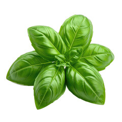 Fototapeta premium Close-up of a fresh, vibrant sprig of green leaves on a transparent background