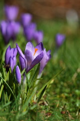 Crocuses