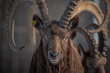 Capra sibirica with his impressive horns in zoo