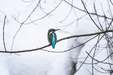 Kingfisher (Alcedo atthis) sitting natural winter background