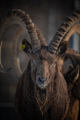 Capra sibirica with his impressive horns in zoo