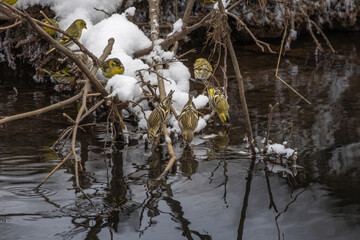 Eurasian siskins females and males  drinking water from creek.