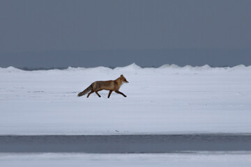 in winter red foxes search for dead or starving animals