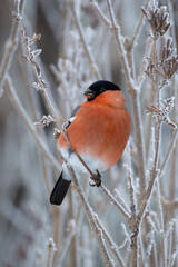 Eurasian bullfinch Pyrrhula pyrrhula sitting on a branch with soft light background