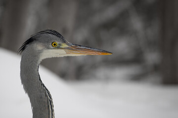 Grey heron (Ardea cinerea) head portrait