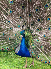 Obraz premium A beautiful peacock with an opening tail. Close-up. Background.