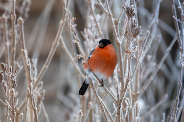 Eurasian bullfinch Pyrrhula pyrrhula sitting on a branch with soft light background