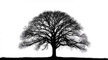 tree isolated on white background