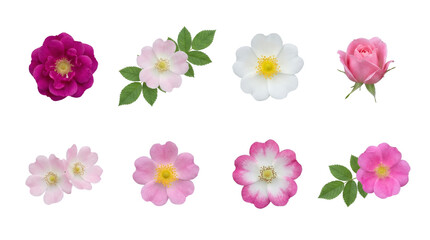 Fototapeta premium Wild rose blossom set including dog-rose, ramanas, and climbing rose varieties isolated. Floral collection for wedding and cosmetic design.