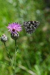 Obraz premium Schachbrettfalter