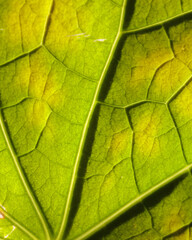 Obraz premium A leaf with a green stem and veins