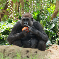 Naklejka premium A gorilla is eating an orange while sitting in a lush green forest