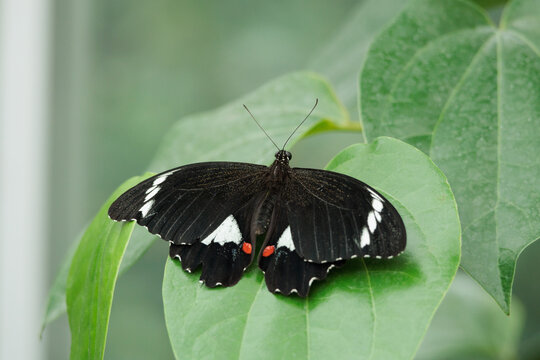 A black and white butterfly is sitting on a leaf