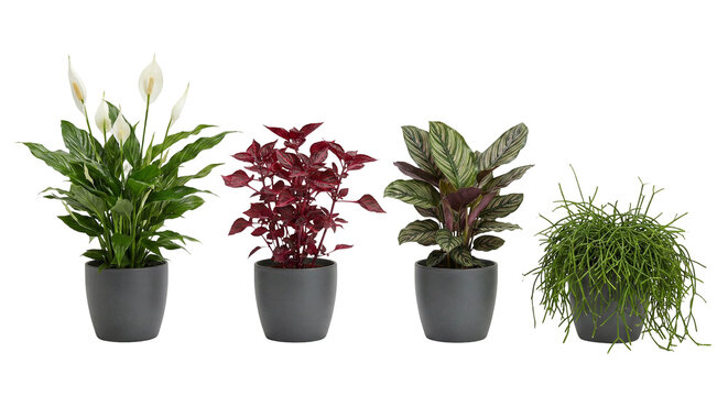 Diverse collection of four potted houseplants including Peace Lily, Bloodleaf, Calathea, and Rhipsalis, showcasing various green and red foliage in modern gray pots, isolated on transparent background