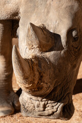Weathered rhinoceros horn closeup in warm sunlight