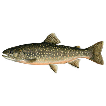 イワナ（ニッコウイワナ） 図鑑風イラスト