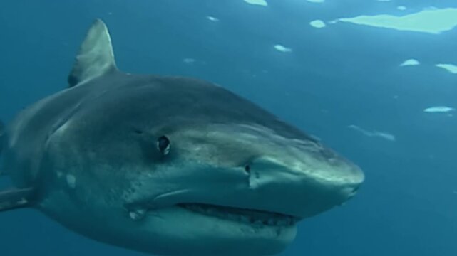 Deadliest Great White Shark Underwater in Open Ocean