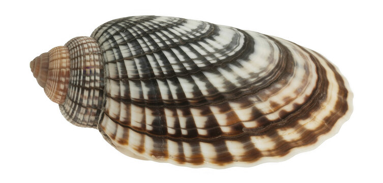 Brown and white seashell with stripes isolated on a transparent background