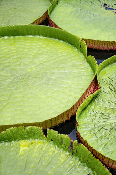Close up to big LEAF of Lily Lotus in the poud swamp at outdoor field.