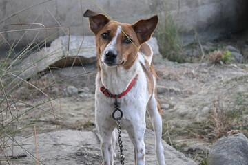 Naklejka premium Alert brown and white dog on a chain outdoors