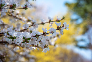Cherry Blossoms in Springtime